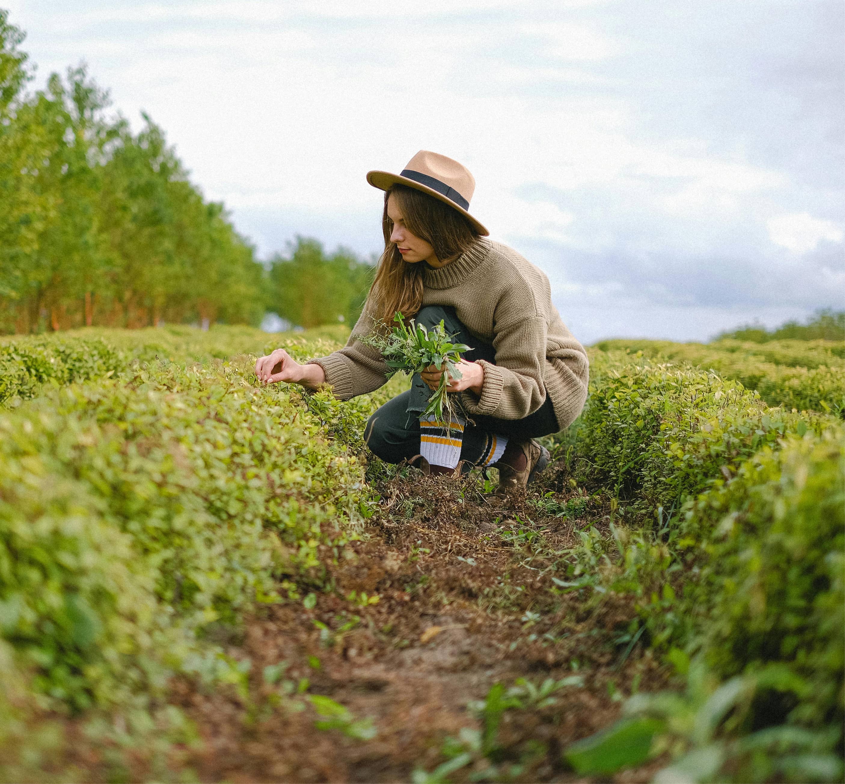 caseStudy HBG Insights